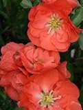 "Double Take" Orange Storm Flowering Quince, Two Gallon Container by Monrovia Growers