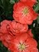 "Double Take" Orange Storm Flowering Quince, Two Gallon Container by Monrovia Growers