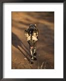 African Wild Dog, Lycaon Pictus, Venetia Limpopo Nature Reserve, South Africa, Africa Animals Framed Art Poster Print by Steve & Ann Toon, 18x22