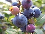 ブルーベリー 苗 オースチン ラビットアイ系2年生苗 blueberry
