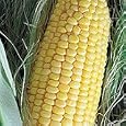 Organic True Gold Sweet Corn - 100 Seeds