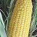 Organic True Gold Sweet Corn 100 Seeds