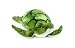 Webkinz Smaller Signature Sea Turtle
