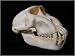 Celebes Crested Macaque Skull