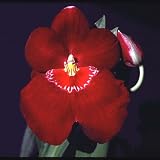 Miltoniopsis Hawaiian Swizzle 'Red Bull'
