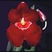 Miltoniopsis Hawaiian Swizzle 'Red Bull'