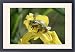 Framed Prints of European / Common TREEFROG - on yellow iris / yellow flag from Ardea Wildlife Pets