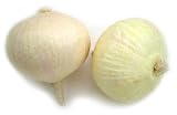 Artificial White Onion, Box of 12 Artificial White Onion, Box of 12