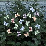 Smart Solar 3705MR20 Solar Light String, 20 Multi Color LEDs with Translucent Butterfly Covers