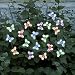 Smart Solar 3705MR20 Solar Light String, 20 Multi Color LEDs With Translucent Butterfly Covers