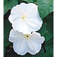 Giant White Moonflower 20 Seeds/Seed Ipomoea alba