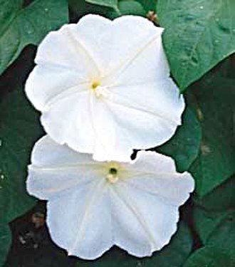 Giant White Moonflower 20 Seeds/Seed Ipomoea alba Giant White Moonflower 20 Seeds/Seed Ipomoea alba