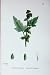 Sowerby Plants C1902 Common Bur Marygold Xanthium