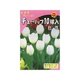 秋植え球根 お徳用 チューリップ10球入 白花 (540293)
