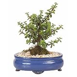 Live Dwarf Jade 8 Bonsai Tree w/ Blue Base