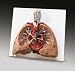 Lungs with Heart  JS6530