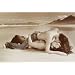 Passion Poster Print, 36x24 Poster Print, 36x24
