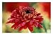 Chrysanthemum