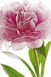 Ideal Decor Murals 651 Pink Peony Mini Wall Mural