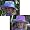 Lilac/Pink