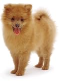 Pomeranian Puppy, 10 Weeks Old Photographic Poster Print by Jane Burton, 12×16