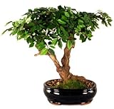 Artificial Ficus Bonsai Tree <br> Artificial Ficus Bonsai Tree <br>