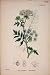 Water-Parsnip Food Flower Plant Colour Fine Art Pri