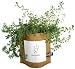 Outdoor Living : Flowers In A Bag - Lavender