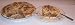 Scott's Cakes Apple Pecan Crumb Pie