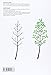 Bruno Munari: Drawing a Tree
