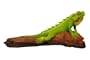 Handmade Iguana Wood Carving with Custom Base (Thailand)