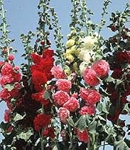 Hollyhock Chater's Double Mix 8 Plants
