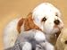 cocker spaniel - Plush Cocker Spaniel Floppy Puppy 11