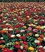 State Fair Mix Zinnia - 50 Seeds, 1.5 g