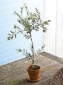 Miniature Tuscan Olive Tree