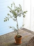 Miniature Tuscan Olive Tree