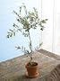 Miniature Tuscan Olive Tree
