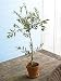 Miniature Tuscan Olive Tree Image