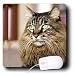 maine coon - Cats - Maine Coon - Mouse Pads