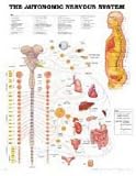 The The Autonomic Nervous System Anatomical Chart