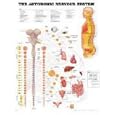 The The Autonomic Nervous System Anatomical Chart by  Anatomical Chart Company