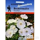 Eigenschaften Kiepenkerl  / Bechermalve, 'Mont Blanc, weiß'