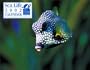 Sea Life Calendar 2002