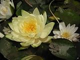 Pond Hardy Water Lilies 3 Pack Combo For A Sun Pond