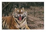 A Captive Tiger with Mouth Wide Open, Tigers Photographic Poster Print by Roy Toft, 24x18