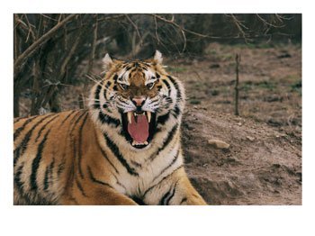 A Captive Tiger with Mouth Wide Open, Tigers Photographic Poster Print by Roy Toft, 24x18