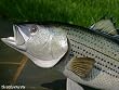 Giant Fiberglass Taxidermy Striped Bass Wall Mount 34"