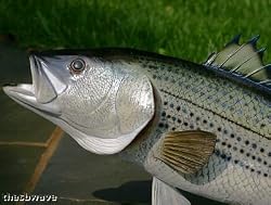 Giant Fiberglass Taxidermy Striped Bass Wall Mount 34"