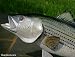 Giant Fiberglass Taxidermy Striped Bass Wall Mount 34"