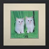 Susho, King Silk Art Handmade Silk Embroidery - Two White Kittens on a Green Blanket - White Mat Framed Medium Size 34020WF